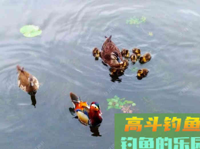 夏季最佳出钓时间、选择钓位，与钓技和饵料方面的解答