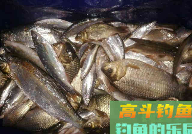 春季野湖游钓，野钓黄尾鱼和鲫鱼，80多条野生小杂鱼
