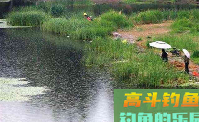 立秋了，初秋钓鱼，夏季那一套依然有效