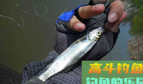 辟谣：夏季钓不到鱼不是技术差，而是这3点