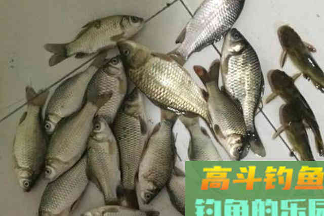 冬天大板鲫可遇不可求？按这套路来钓，能狂拉