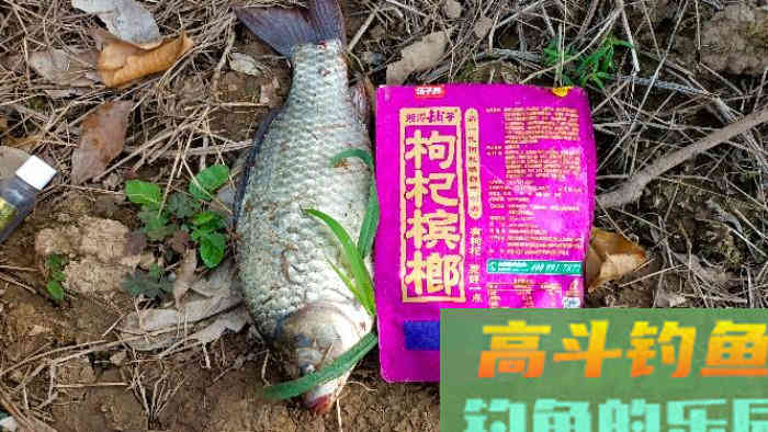 详谈冬季黑坑钓鲫鱼，成就坑冠之路