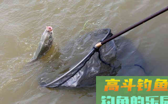 一种思路两种钓法，却是夏钓巨物的终极杀手锏