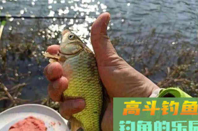 春季配饵有秘诀，用蚯蚓、用红虫还不够