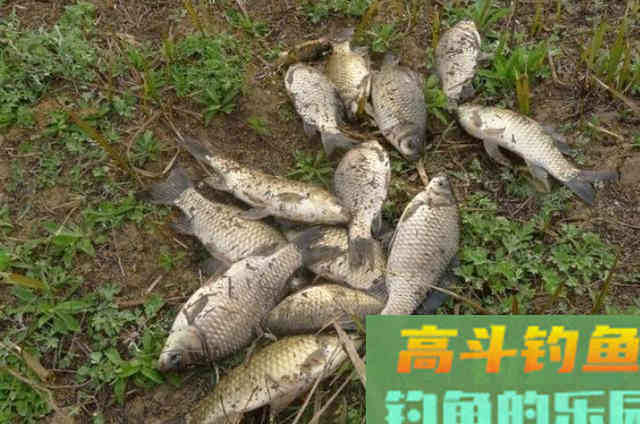 明人不说暗话，秋钓只要常用这几招