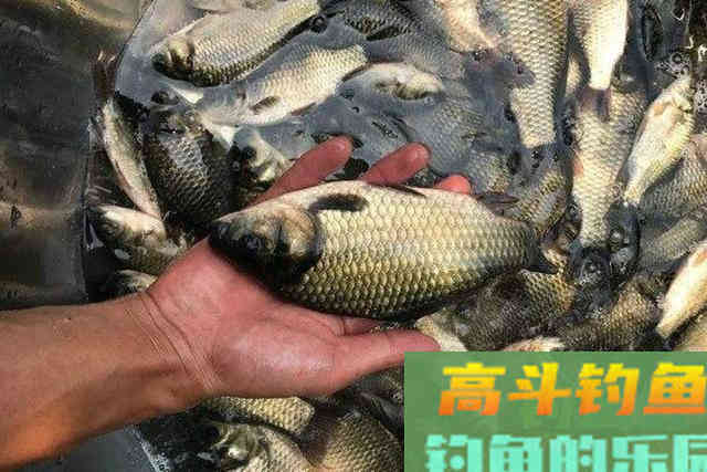 冬天开钓前，这三个步骤一个都不能少，老钓手提醒