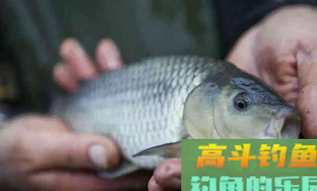 为何别人冬钓连杆，自己鱼口全无