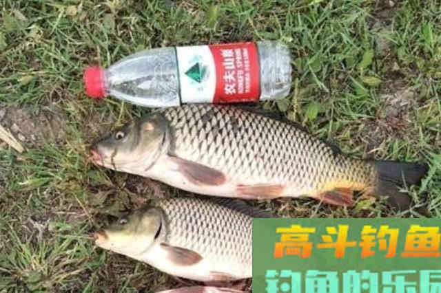春季到，鱼就特难钓，庆幸我用了3大套路