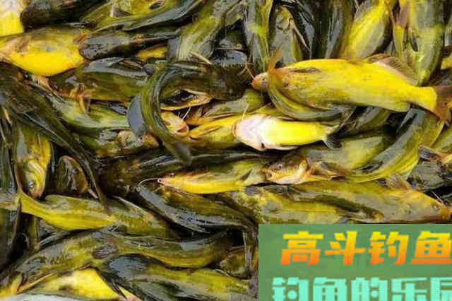 深秋时节，别光盯着钓鲫鱼，这些鱼吃口也很好