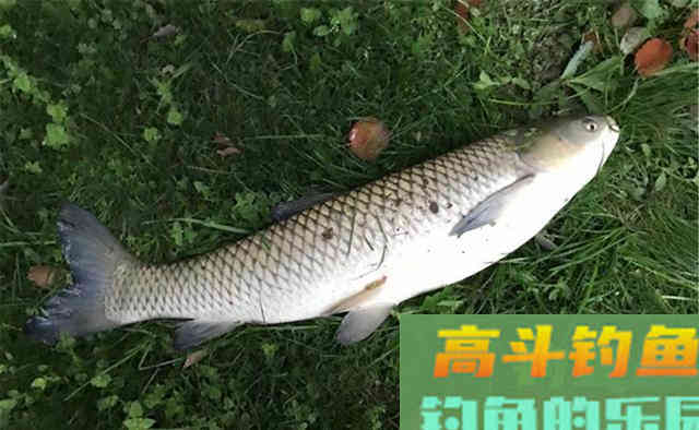秋钓阴，这才是秋季钓鱼的精髓