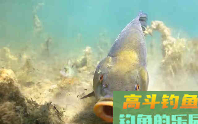 如何运用好春钓滩这句话