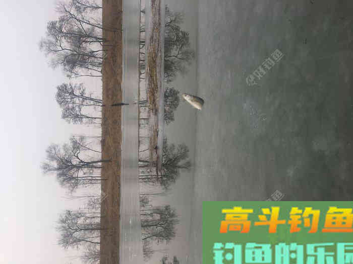 年假隔天钓，鱼获节节高--疫期冬钓总结超长篇