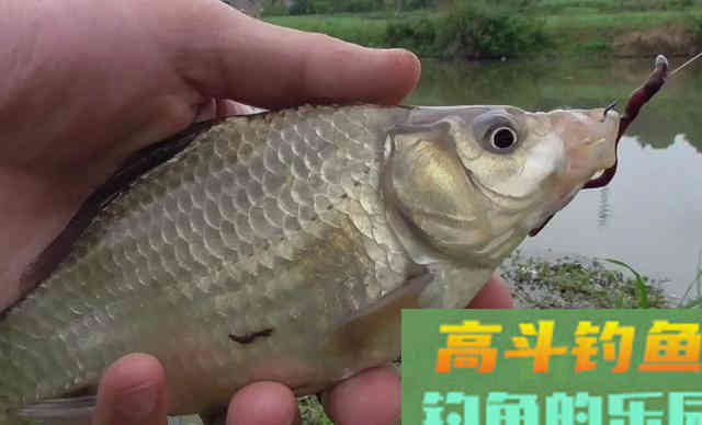 秋天正是钓鱼黄金季，此时你怎么爆护呢
