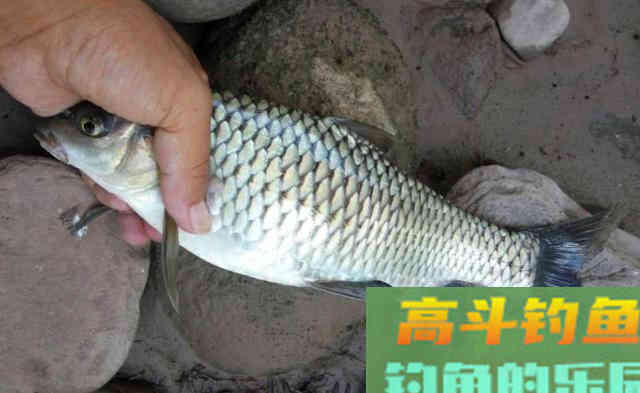 初秋要想不空军，需要注意几个小细节