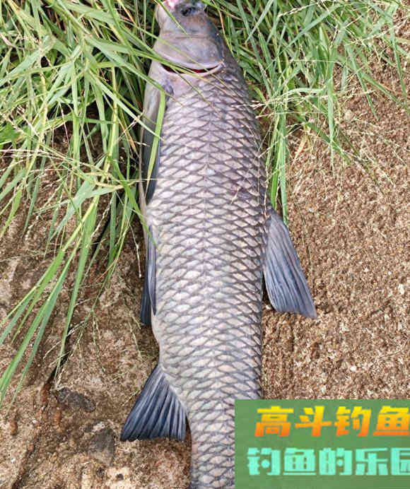 秋季野钓重要技能：避开小鱼