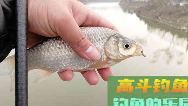 冬钓鲫鱼把握方法和时机，这四点要明确