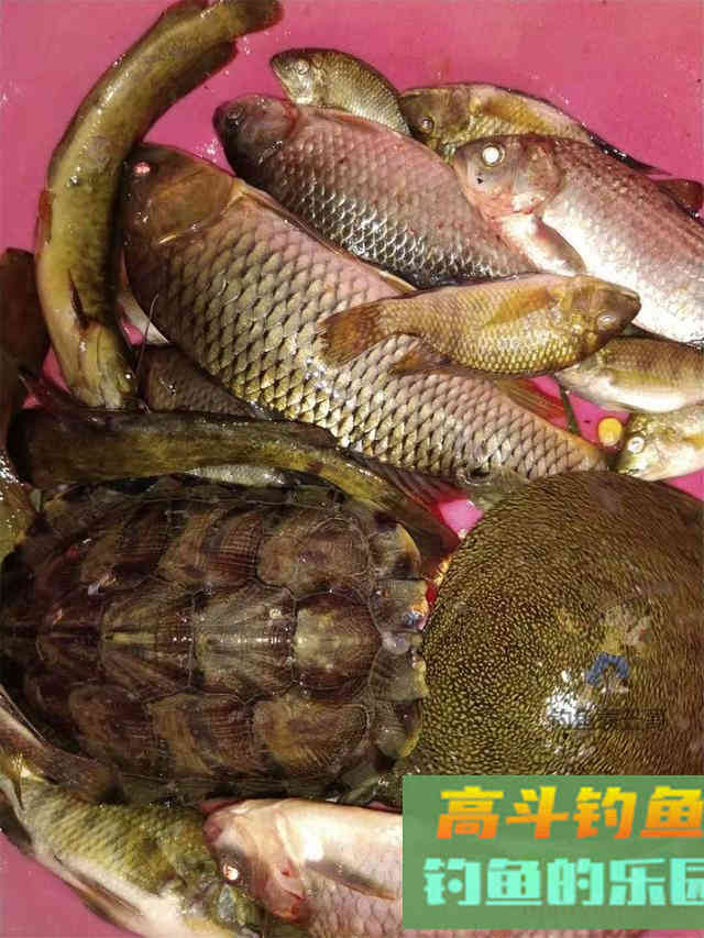 夏天钓甲鱼全攻略，一次实钓记录经验分享