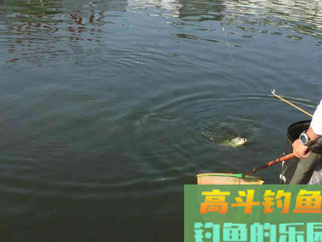 夏钓爆护秘诀：不同时段选不同目标鱼，老野钓人经验分享