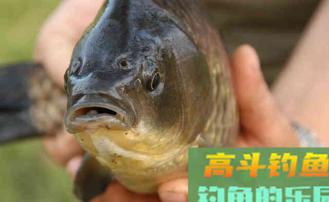 上鱼手感温热，渔获会更好？别轻信，秋冬钓鱼要另选3个时机