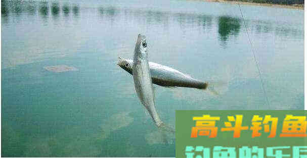 夏季野钓，绝杀小鱼闹窝的几种方法
