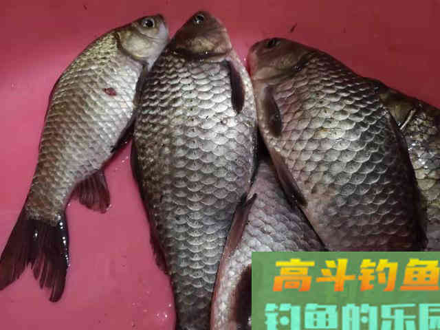 早春出钓时机最为重要，这几种天气不要错过