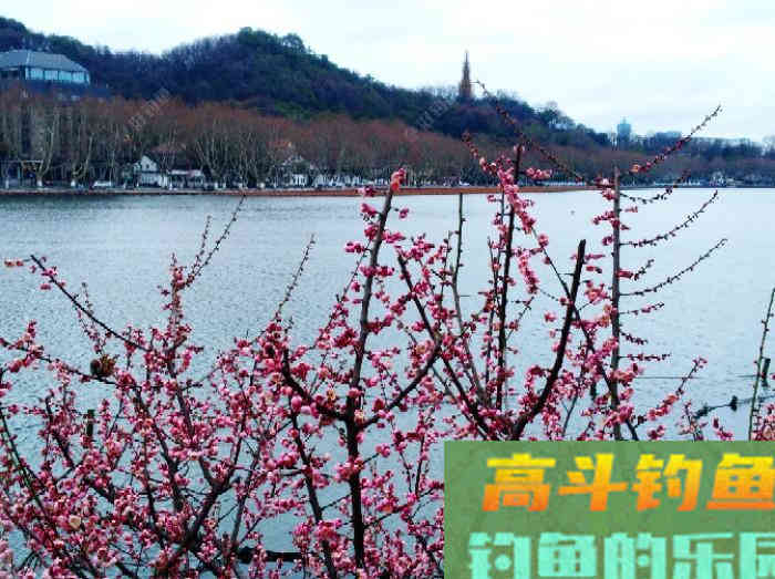 立春到惊蛰，惊蛰到清明等，这段时间钓鱼技巧