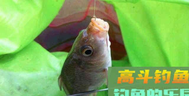 春季倒春寒别浪费，看好时机去钓太容易爆护