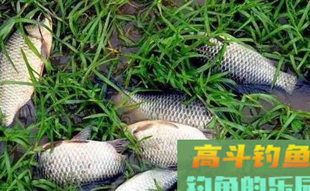 秋季钓鱼，应注意的5大要点