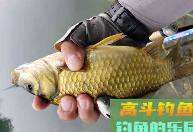 秋天过半，随着温度下降这九种鱼要钓不到了