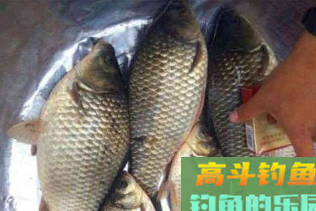 冬钓诱鱼慢到怀疑人生？二十年老钓手倾囊相助