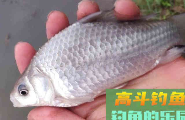 秋天正是钓鱼黄金季，此时你怎么爆护呢