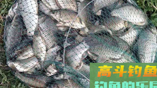 秋冬季节来临鱼不开口，掌握这几点你再试试看
