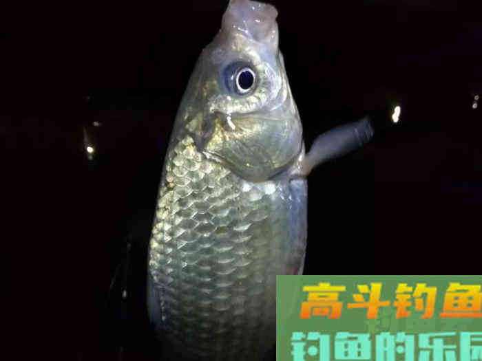 初春低温，在深水区应该这样垂钓，收获会更好