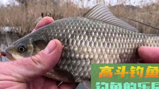 初冬，在自然水域垂钓要学会变
