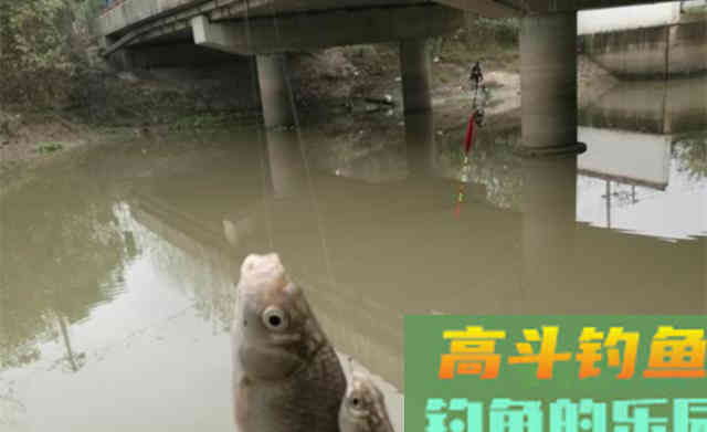 秋季钓鱼，不冷不热钓边边