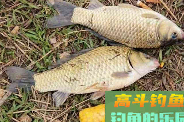 冬天气温低，诱鱼慢到想封竿？赶紧试试这3招