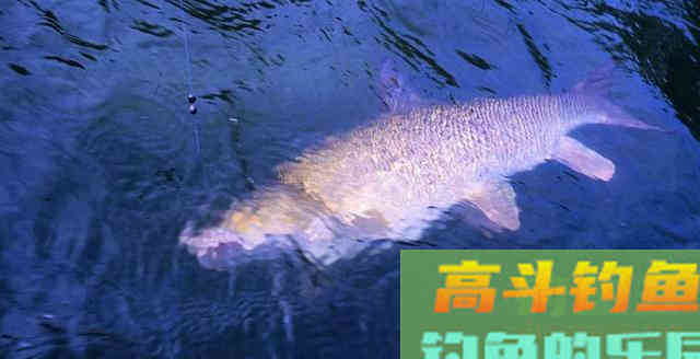 冬天野钓用传统钓还是台钓?比较后这种钓法完胜 冬天野钓用传统钓还是台钓?比较后这种钓法完胜