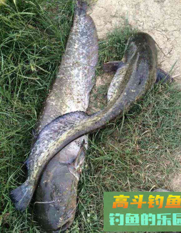 把握目标鱼节奏，不同季节钓不同鱼，做到经常爆护