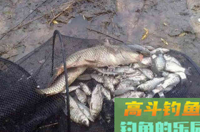 秋钓打窝，我就只用这一套诱鱼诀窍