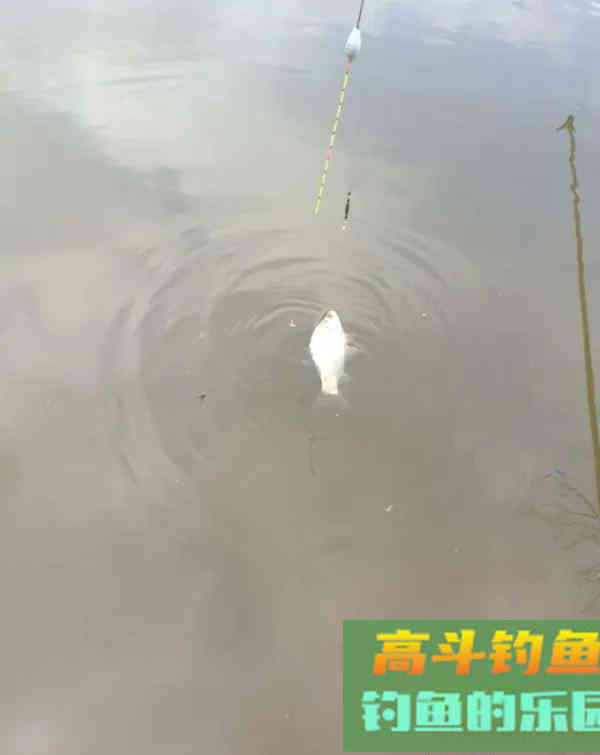 钓鱼人的春天，小钩细线享清欢。