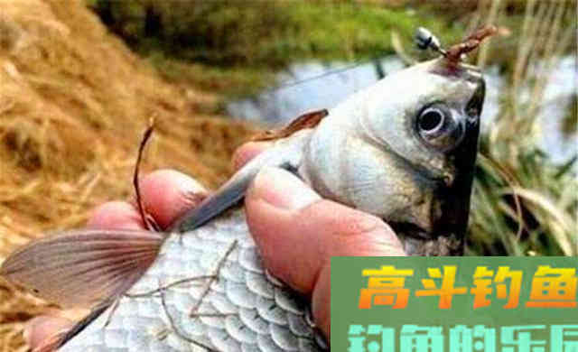 过了小雪，鱼窝又远了一步，应该用这种钓法了