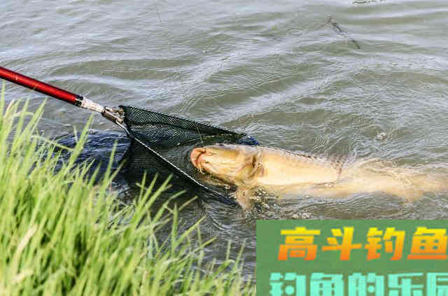 春天钓鱼的5个“秘密”，助你连竿不断