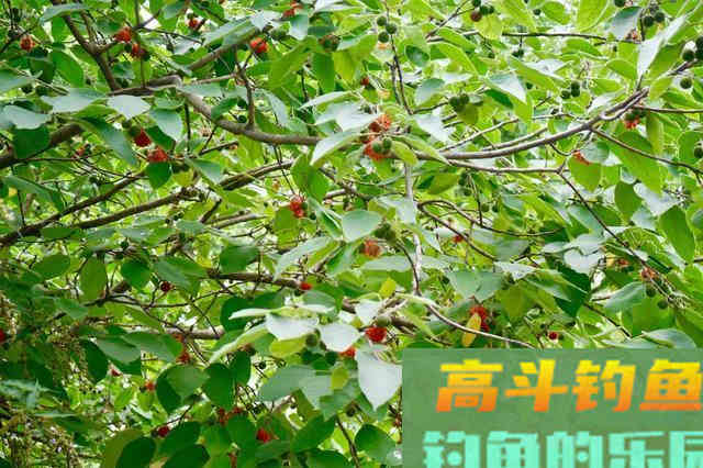 夏天鱼儿比较分散，但这几种天然鱼道比较聚鱼