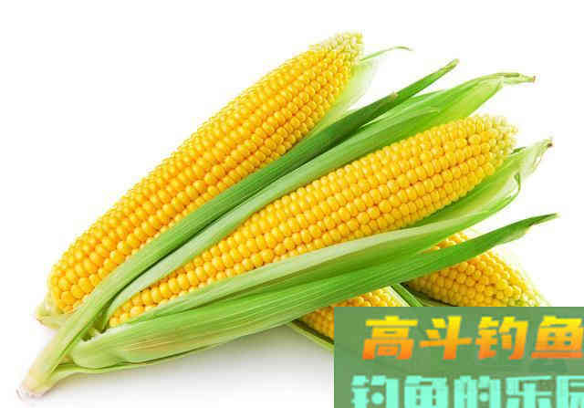 秋季野钓大鱼，钓友眼中的那些傻瓜，其实才是真聪明