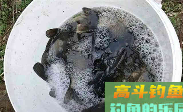 深秋钓鱼，钓法要跟着节气走，注意这些变化规律