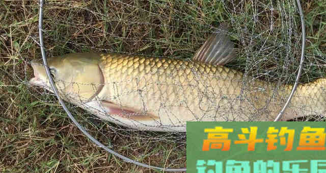 晚秋钓鱼，学会这样开饵和作钓，上钩的全是大鱼