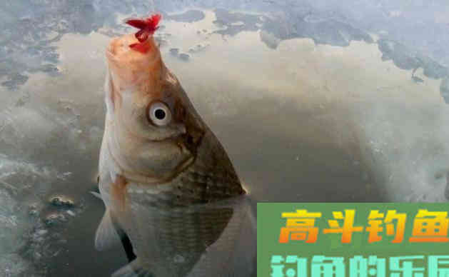 冬天鱼难钓？有人却能爆护，冬季钓鱼最优总结