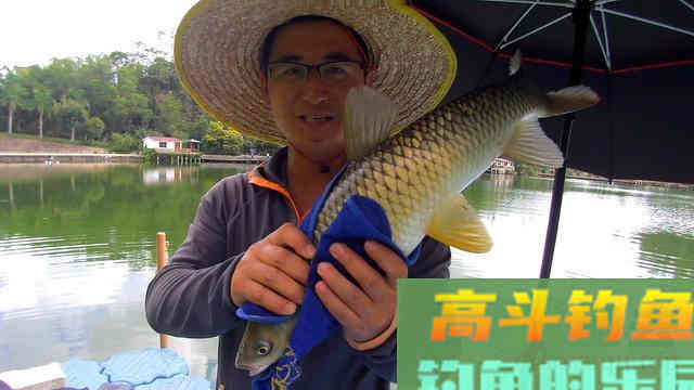 夏天鱼去哪了？不同种类鱼聚集地不同，草鲤鲫鳊加鲢鳙