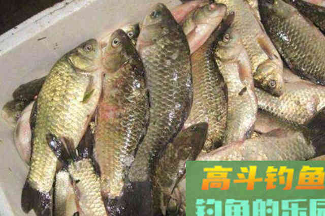冬天太冷，鱼难钓到怀疑人生，庆幸老司机传授秘诀