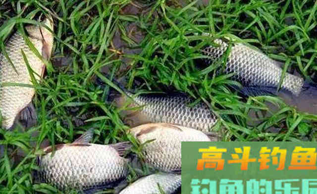 秋天钓鲫鱼，以秋分为分界线，难度越来越小